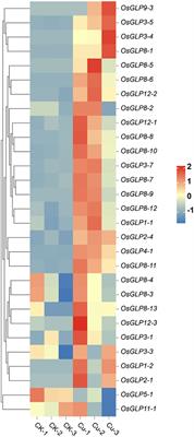 OsGLP participates in the regulation of lignin synthesis and deposition in rice against copper and cadmium toxicity